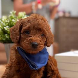 Dallas - Red  male Goldendoodle puppy in Alamance County, North Carolina from Doodle Squad Puppies