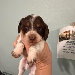 Lana - Piebald female Dachshund puppy in Irving, Texas from DFW Dachshunds by G & S