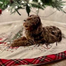 Aussiedoodle, Bernedoodle, and Poodle Puppies from Miller's Doodles
