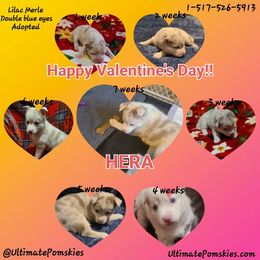 Pomsky Puppies from Ultimate Pomskies LLC