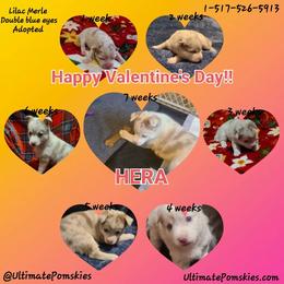 Pomsky Puppies from Ultimate Pomskies LLC