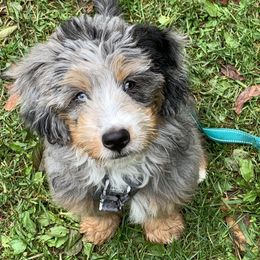 Bernedoodle and Goldendoodle All Grown Up from Stony Meadow Puppies