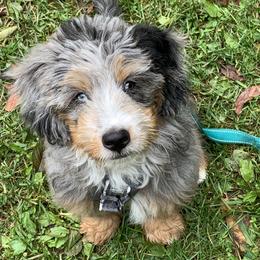 Bernedoodle and Goldendoodle All Grown Up from Stony Meadow Puppies