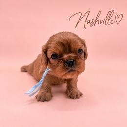 Nashville - Ruby male Cavalier King Charles Spaniel puppy in Mayo, Florida from Kingston’s Cavaliers