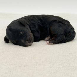Charlie - Phantom male Bernedoodle puppy in Bellville, Ohio from Bernedoodle Buddies
