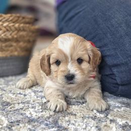 Meet Mason :) - Apricot male Cavapoo puppy in Centerville, Iowa from Barnyard Dachshunds, Dals & Doodles