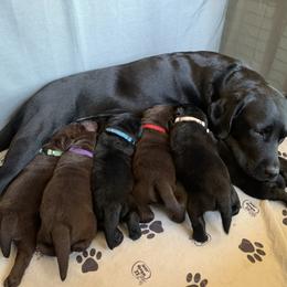 Labrador Retriever Puppies from CopperRidge Labs
