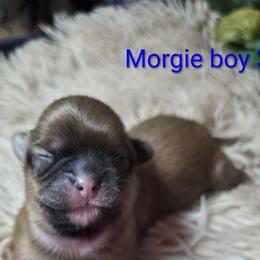 Boy 3 - male Shih Tzu puppy in Roanoke, Virginia from Adeline Joys Shih tzus of Roanoke Virginia