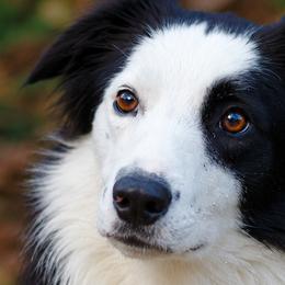 Phoenix - Border Collie