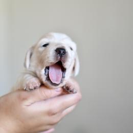 Key Lime Pie - Piebald male Dachshund puppy in Youngstown, Florida from Paradox Dachshunds
