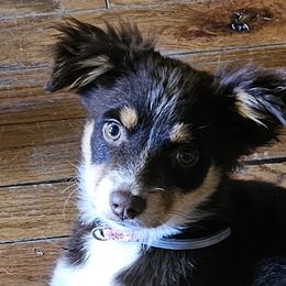 Aussiedoodles, Poodles, and Toy Australian Shepherds from Wild Farm Puppies