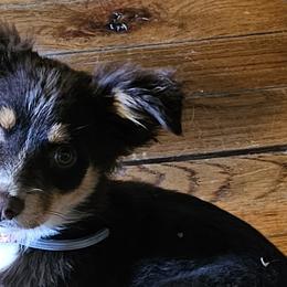 Aussiedoodles, Poodles, and Toy Australian Shepherds from Wild Farm Puppies