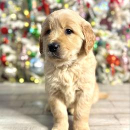 Mr. Blue - Golden male Golden Retriever puppy in Ohatchee, Alabama from The Golden Life