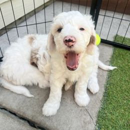 Manicotti - Parti male Goldendoodle puppy in Hamilton, Montana from Stroodles Doodles