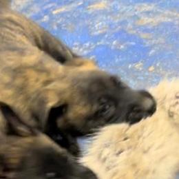 Nova - Black brindle female Dutch Shepherd puppy in Sierra Vista, Arizona from KnightWatch K-9