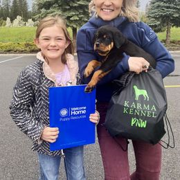 Rottweiler Puppies from KarmaKennelPNW