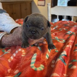 Gidget - Blue female French Bulldog puppy in Alabama from Southern Bulldogs