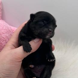 Pumpkin - Black and tan female Pomeranian puppy in Bogata, Texas from Kerrie’s Pomeranian