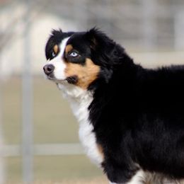 Maggie - Australian Shepherd
