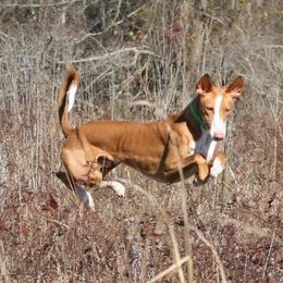 Dean - Ibizan Hound