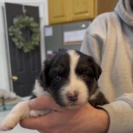 Tess - Black tri-color female Australian Shepherd puppy in Plain City, Utah from Lost Creek Aussies