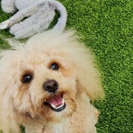 Teddy - Cavapoo