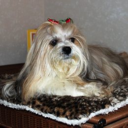 Lhasa Apsos from Kories Kennels