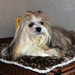 Lhasa Apsos from Kories Kennels