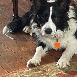 Swift - Black male Border Collie puppy in Lakeview, Michigan from Haven Creek Farm
