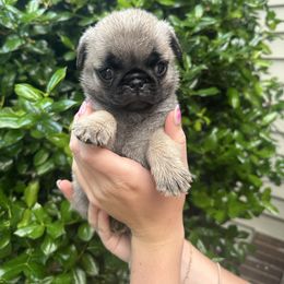 Sassy - Fawn female Pug puppy in Charlotte, North Carolina from Pugs & Loves