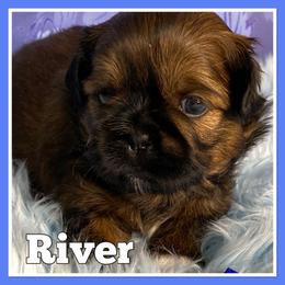 Shih Tzu Puppies from North State Shih tzus
