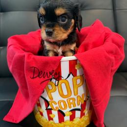 Dewey - Tri-color male Cavalier King Charles Spaniel puppy in Cerro Gordo, North Carolina from Cloverleaf K9 Connections