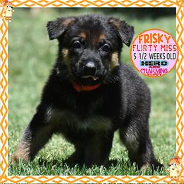 FRISKY - CUTE CUTE CUTE - Black and red female German Shepherd puppy in Murrieta, California from Diamond Oaks German Shepherds