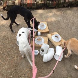 Borzoi and Silken Windhound Puppies from Perla Silken Windhounds & Borzoi