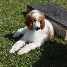 Boy 4 - Parti Poodle puppy in Scandinavian., Wisconsin from Personal Touch Standard Poodles
