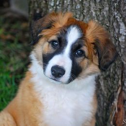English Shepherd Puppies from Shepherd's Way