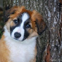 English Shepherd Puppies from Shepherd's Way