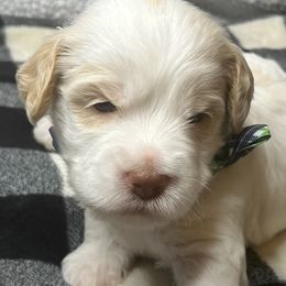 Australian Labradoodles from L & D’s Desert Doodles