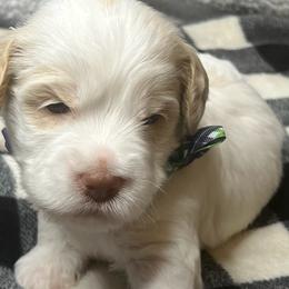 Australian Labradoodles from L & D’s Desert Doodles