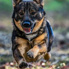 Swedish Vallhund Puppies from Beidelyn Swedish Vallhunds