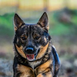 Swedish Vallhund Puppies from Beidelyn Swedish Vallhunds