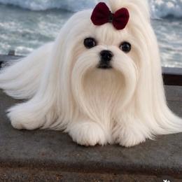 Zephyr - Maltese