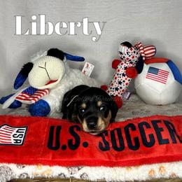 Liberty - Black and cream female Dachshund puppy in Monitor, Washington from Shannon Dolly’s Dachshunds