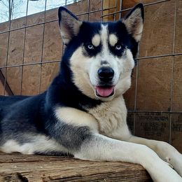 Storm - Siberian Husky