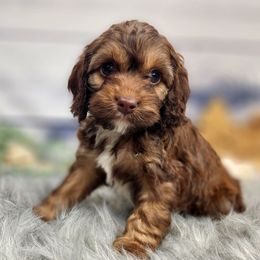 Bernedoodles, Cavapoos, Cockapoos, Goldendoodles, Havapoos, and Poodles from Farquharson's Poodles&Doodles