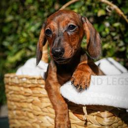 Firefighter - Red male Dachshund puppy in Temecula, California from Naomi Magee's Dachshund Kennel