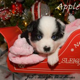 Miniature Australian Shepherd Puppies from JnT's Bluegrass Mini Aussies