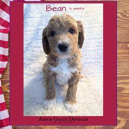 Bean - Red  male Goldendoodle puppy in North Conway, New Hampshire from Arbor Grace Doodles