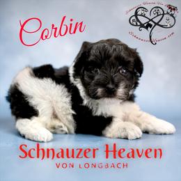 Corbin AKC (orange collar) - Parti male Miniature Schnauzer puppy in Pelzer, South Carolina from Schnauzer Heaven Von Longbach