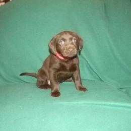Girl 2 Red Collar - Chocolate female Labrador Retriever puppy in Hartley, California from Mathew's Labradors
